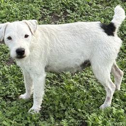 Rose - Jack Russell Terrier