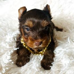Choc 3 - Chocolate and tan male Yorkshire Terrier puppy in Sterling, Colorado from Yorkies