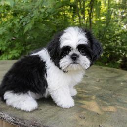 Majesty's Shih Tzu Armani - Black and white male Shih Tzu puppy in Douglas, Massachusetts from Majesty’s Shih Tzus