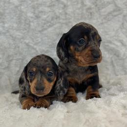 Dachshund Puppies from Mare-Bella Smoothcoat Edition