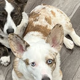 Cardigan Welsh Corgis from Beug's Beautiful Babies