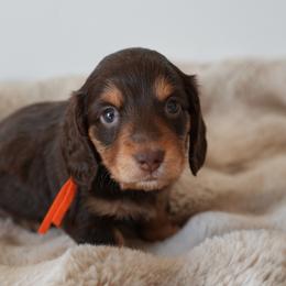 Cove - Chocolate and tan male Dachshund puppy in Lehi, Utah from Cherry Creek Dachshunds