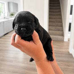Jury - Black male Labrador Retriever puppy in Amery, Wisconsin from Cornerstone Retrievers