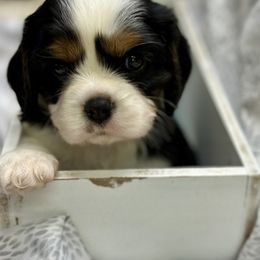 Cavalier King Charles Spaniel and Labrador Retriever Puppies from Happy Tails Kennel