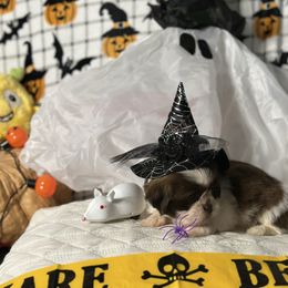 CKC Boy 6 - Liver and white male Shih Tzu puppy in Houston, Texas from Paws n Claws