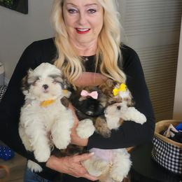 Shih Tzu Puppies from Trinity Shihtzu's So Calif