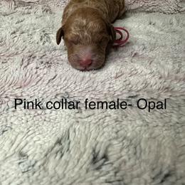 Goldendoodle Puppies from Gracious Doodle Dogs