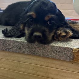 Cocker Spaniels from J&E spaniels