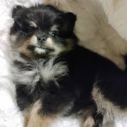 Pomeranian Puppies from Cutie Poms