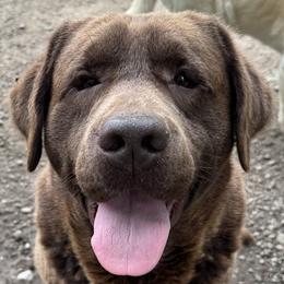 Chuckles - Labrador Retriever