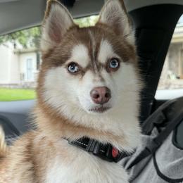 Kafira - Pomsky