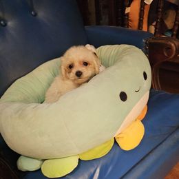 Orangie - White and buff female Bichon Frise puppy in Chatham, Illinois from Bichon Frise Partnership