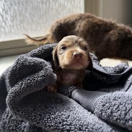 6000 Chocolate and Cream Longhair Male - Dapple male Dachshund puppy in El Paso, Texas from InnerVision K9 & Dachs