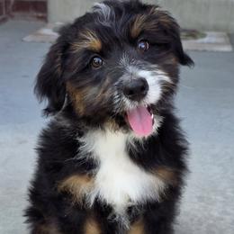 Moose - male Australian Mountain Doodle puppy in Hooper, Utah from Saltwater Doodles