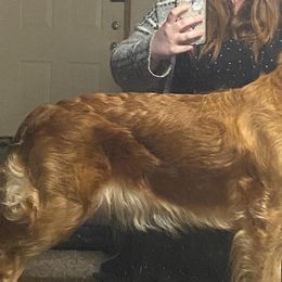 Golden Retrievers from Swiftly Golden Retrievers