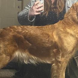 Golden Retrievers from Swiftly Golden Retrievers