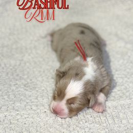 Bashful - Red merle male Australian Shepherd puppy in Keytesville, Missouri from Dogwood Lane Canine