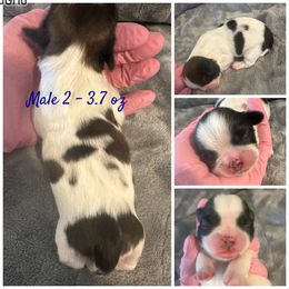 Male 2 - Red and white Shih Tzu puppy in Ohio from Kara’s Shih Tzu Kuties