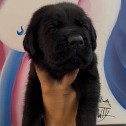 Black Brindle male 4 - Black brindle male Cane Corso puppy in Clewiston, Florida from Far From Average Kennels