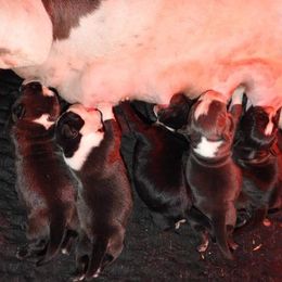 American Bullies from Simply Bullies of Texas