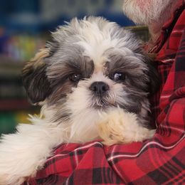 Spike - Shih Tzu