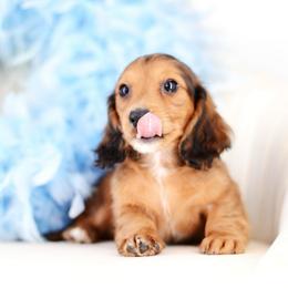 Miles - Red male Dachshund puppy in Neosho, Missouri from Tinker Toy Doxies