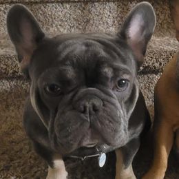 French Bulldogs from Grinning Frenchies