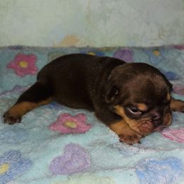 Chocolate Tri Boy Blue collar - Chocolate tri-color male Bulldog puppy in Amarillo, Texas from Bomb City Bulldogs