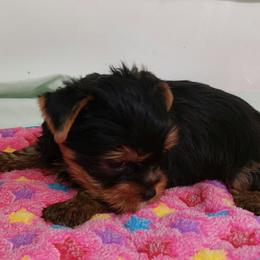 PINK - Black and tan female Yorkshire Terrier puppy in Grand Terrace, California from CLC SOUTHERN YORKIES
