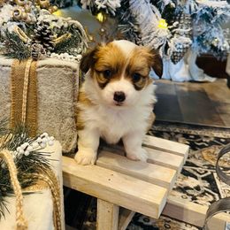 Brighton - Red female Pembroke Welsh Corgi puppy in Cashion, Oklahoma from Shabby Chic Corgis