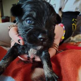 Eddy - Black and silver male Miniature Schnauzer puppy in Burna, Kentucky from Sky & Ivy Farms