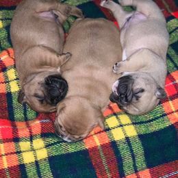 French Bulldog Puppies from A Cozy Kennel