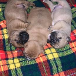 French Bulldog Puppies from A Cozy Kennel