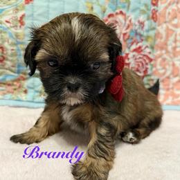 Brandy - Chocolate and tan female Shih Tzu puppy in Hemet, California from Aloha Shih Tzu