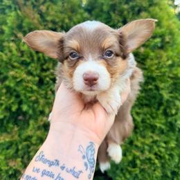 Simba - Liver and white male American Corgi puppy in Bland, Missouri from Shadey Lane Corgis
