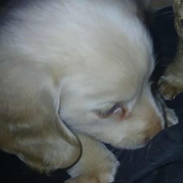 JR - Cream male Dachshund puppy in Drakesville, Iowa from Atlasta Dachshunds