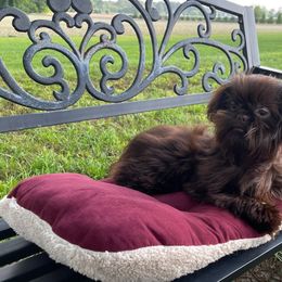 Gracie - Shih Tzu