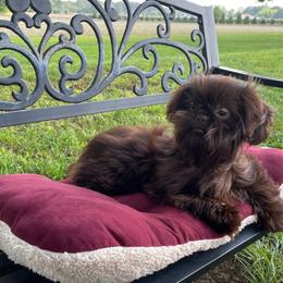 Gracie - Shih Tzu