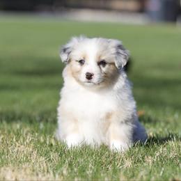 Gravy - Blue merle male Miniature American Shepherd puppy in Stephenville, Texas from Diamond H Aussies