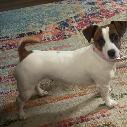 Jack Russell Terrier All Grown Up from Kajun Jacks