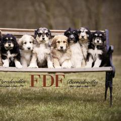 Bernedoodle and Pyredoodle Puppies from FDF Pyredoodles & Bernedoodles