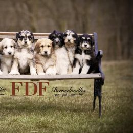 Bernedoodle and Pyredoodle Puppies from FDF Pyredoodles & Bernedoodles