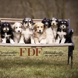 Bernedoodle and Pyredoodle Puppies from FDF Pyredoodles & Bernedoodles