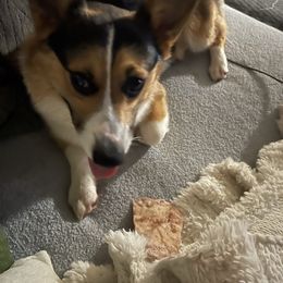 Mickey - Pembroke Welsh Corgi