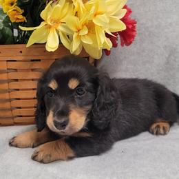 Teal Collar - Black and tan male Dachshund puppy in Salinas, California from Maverick Kennels