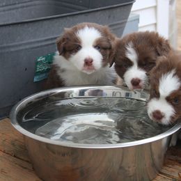 Australian Shepherd Puppies from Starlit Grove Australian Shepherds
