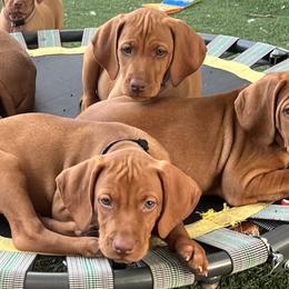 Girl 1st pick - Golden rust female Vizsla puppy in Boaz, Alabama from MountainTop Vizslas