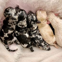 Sheepadoodle puppies from Daisy Doodles LLC