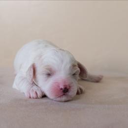 Cash - White male Cavapoo puppy in Tucson, Arizona from Ever After Doodles Arizona