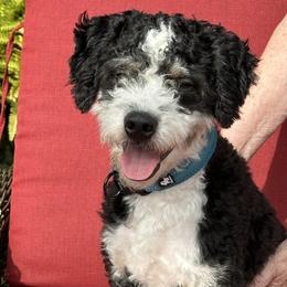 Bentley - Bernedoodle